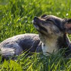 Mit der Nase in den Wind