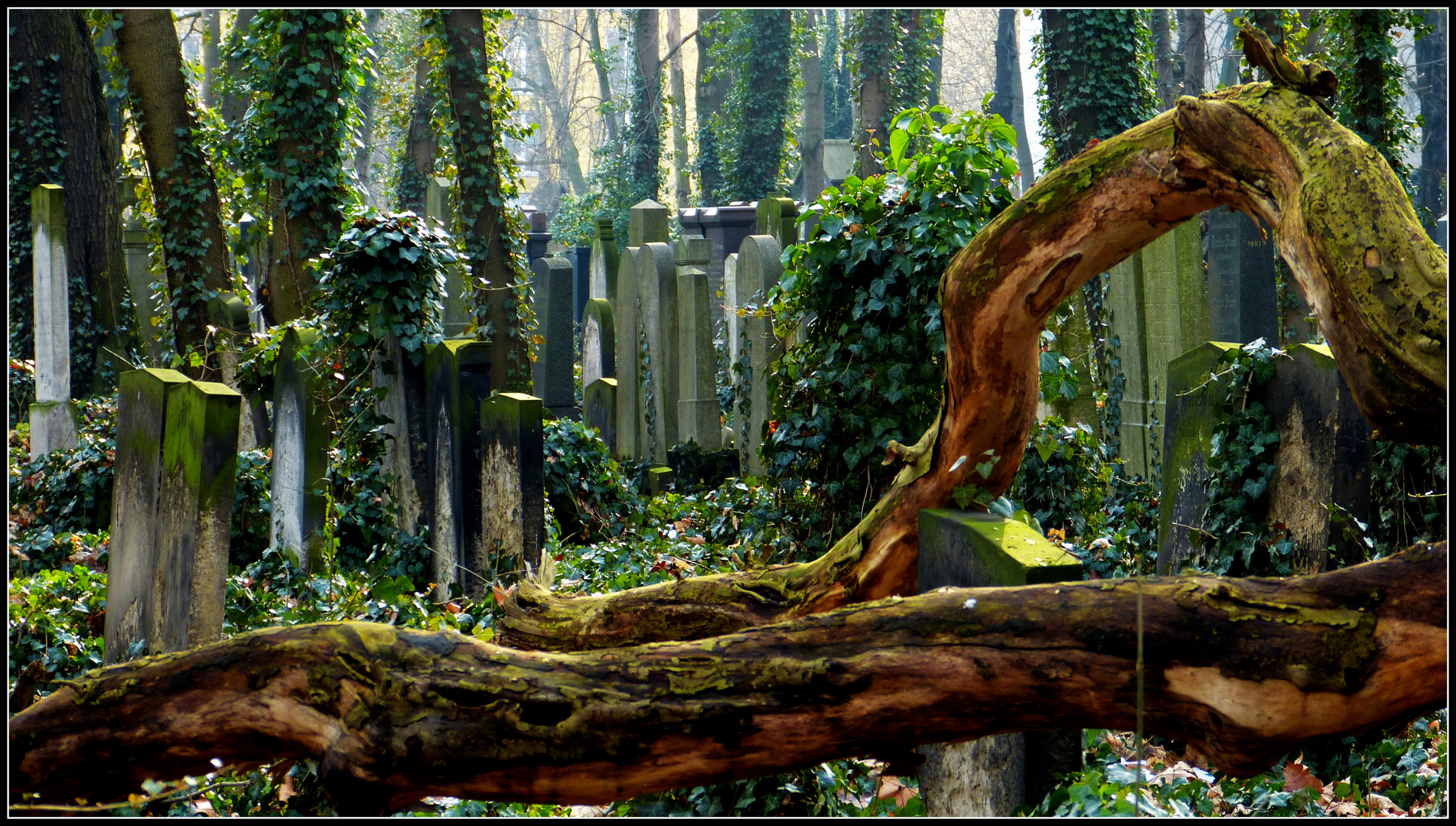 ..mit der Natur im Einklang.. jüdischer Friedhof Schönhauser Allee