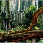 ..mit der Natur im Einklang.. jüdischer Friedhof Schönhauser Allee