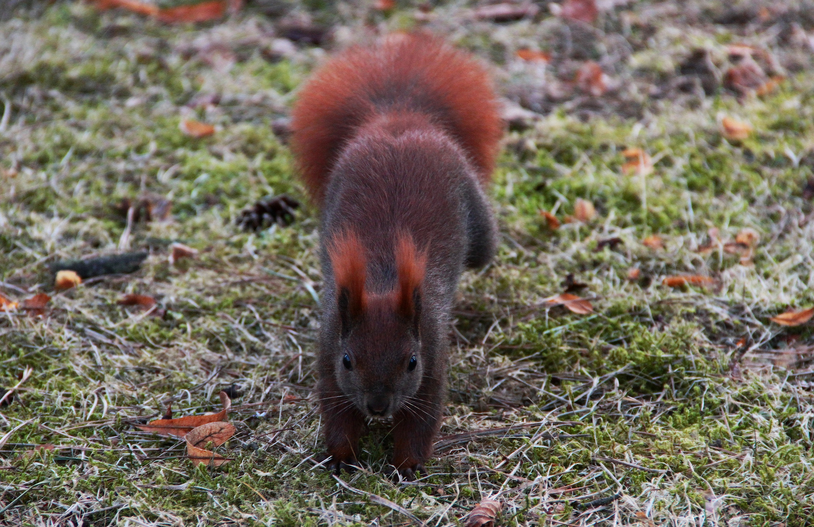 Mit der Nuss fest im Visier... so kommt das Eichhörnchen angehoppelt.