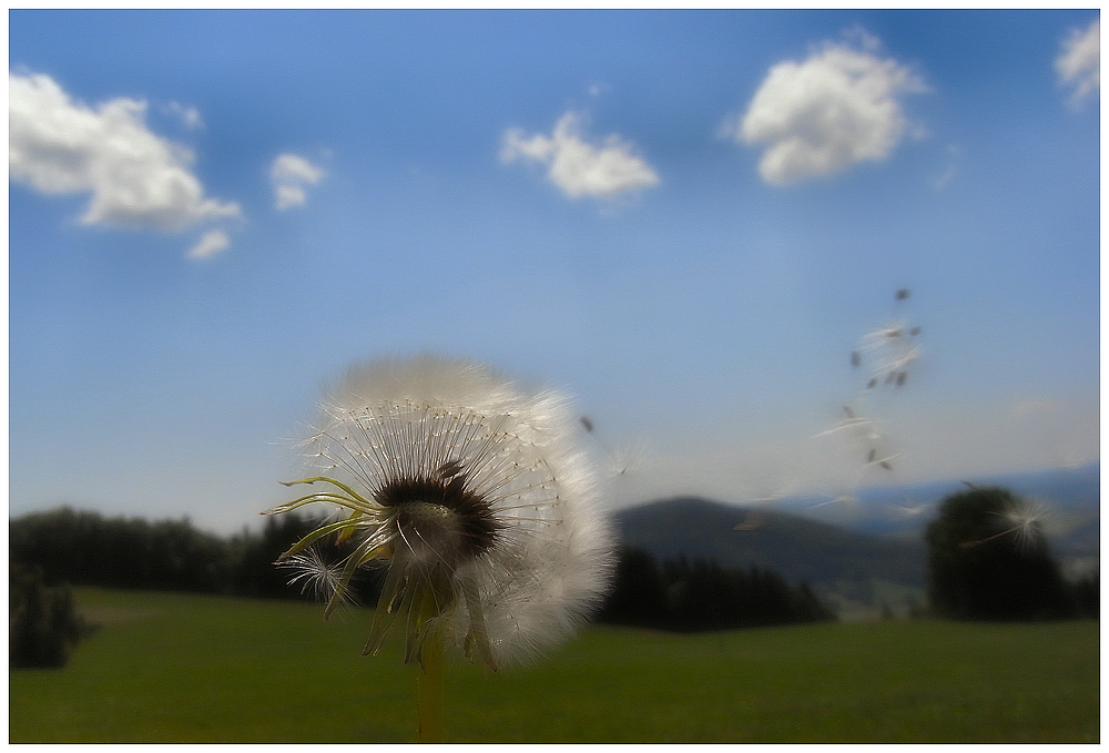 Mit der Pusteblume in der Hand wand´re ich fröhlich durchs ganze Land