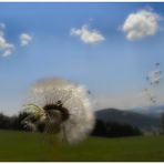 Mit der Pusteblume in der Hand wand´re ich fröhlich durchs ganze Land