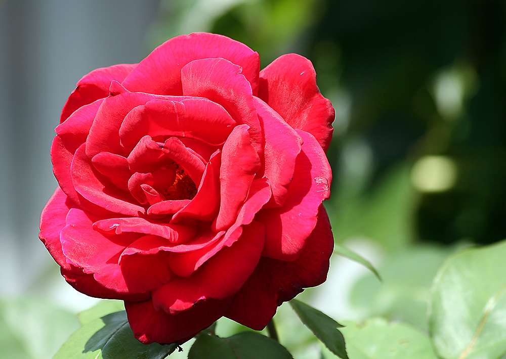 Mit der Rose allen FC-Freundinnen die besten Wünsche zum 8. März ...