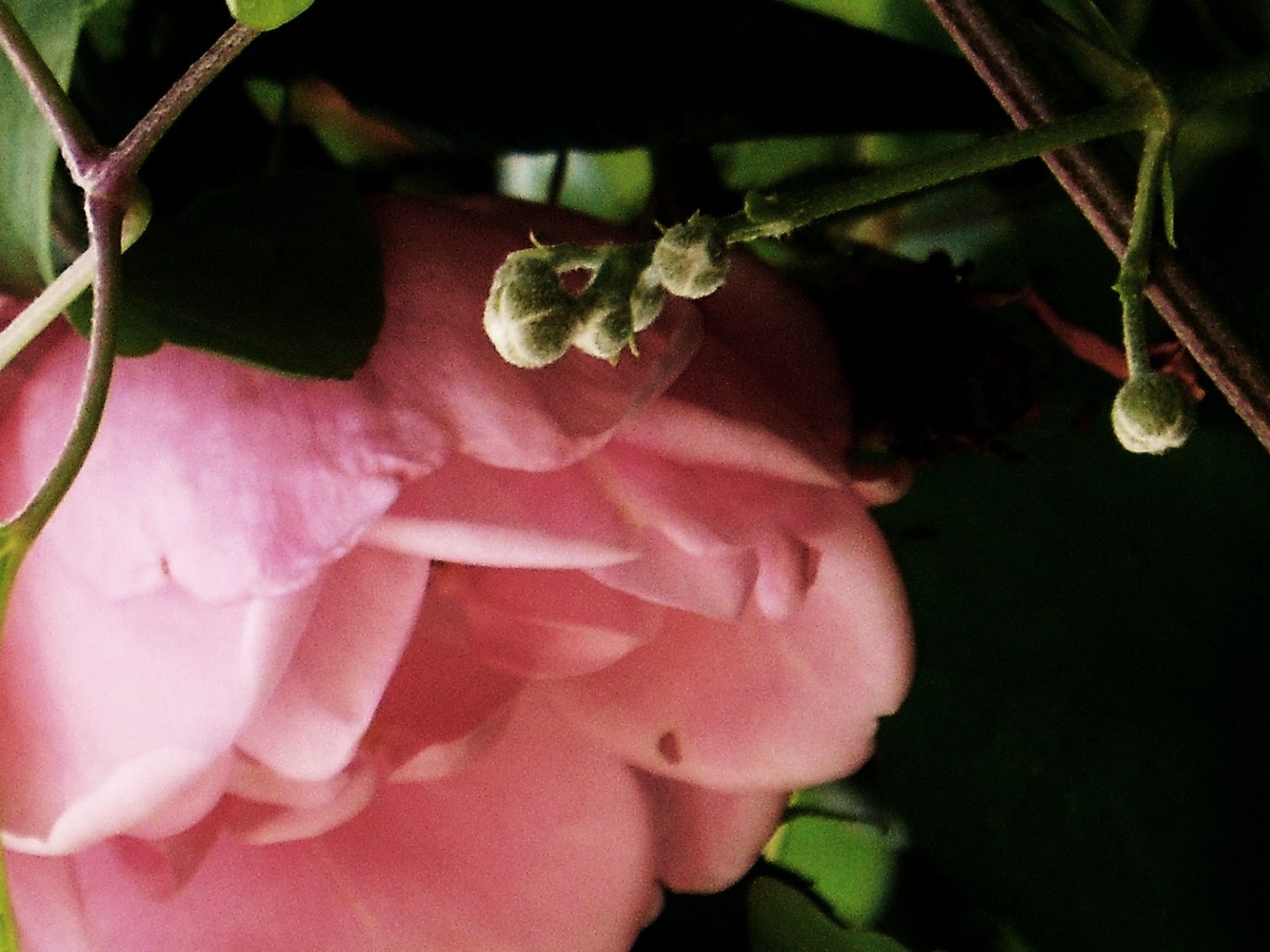 mit der Rosenblüte wünsche ich  Euch einen  schönen Sonntag