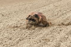 Mit der Schnauze gebremst!