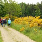 Mit der Seniorenakademie in der Königsbrücker Heide bei Dresden