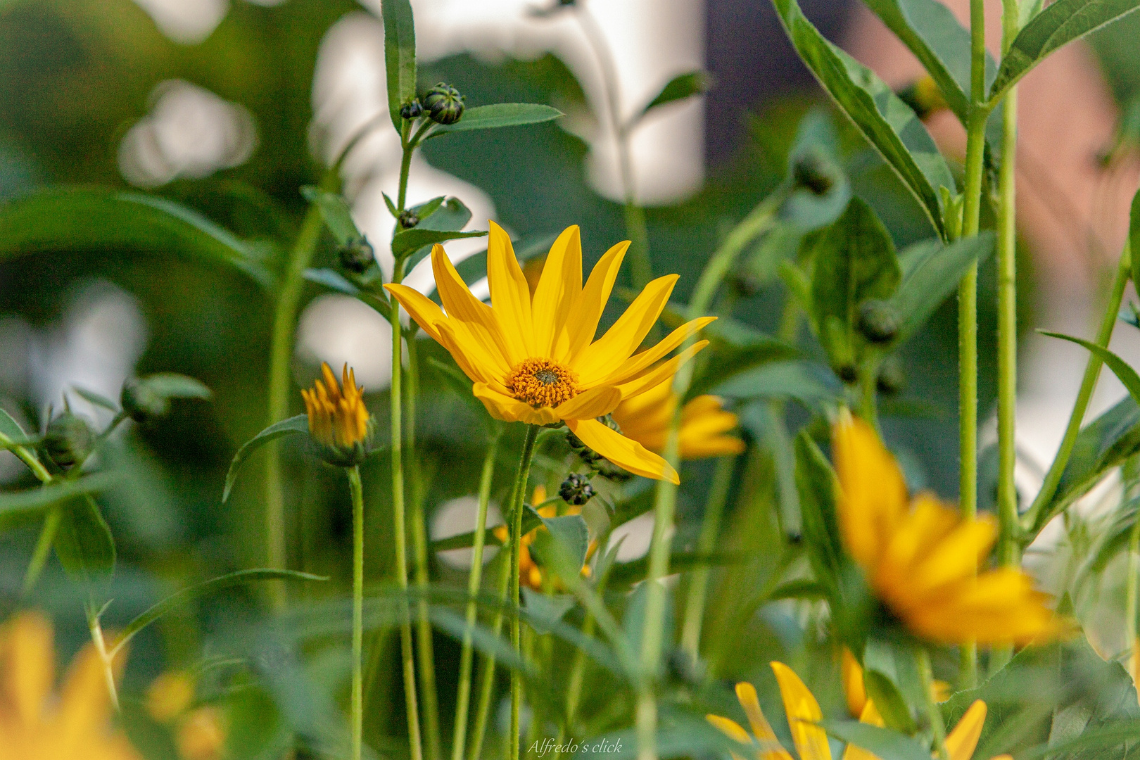 Mit der Sonne um der Wette 