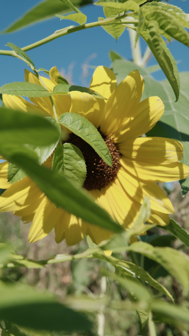 Mit der Sonne um die Wette strahlen