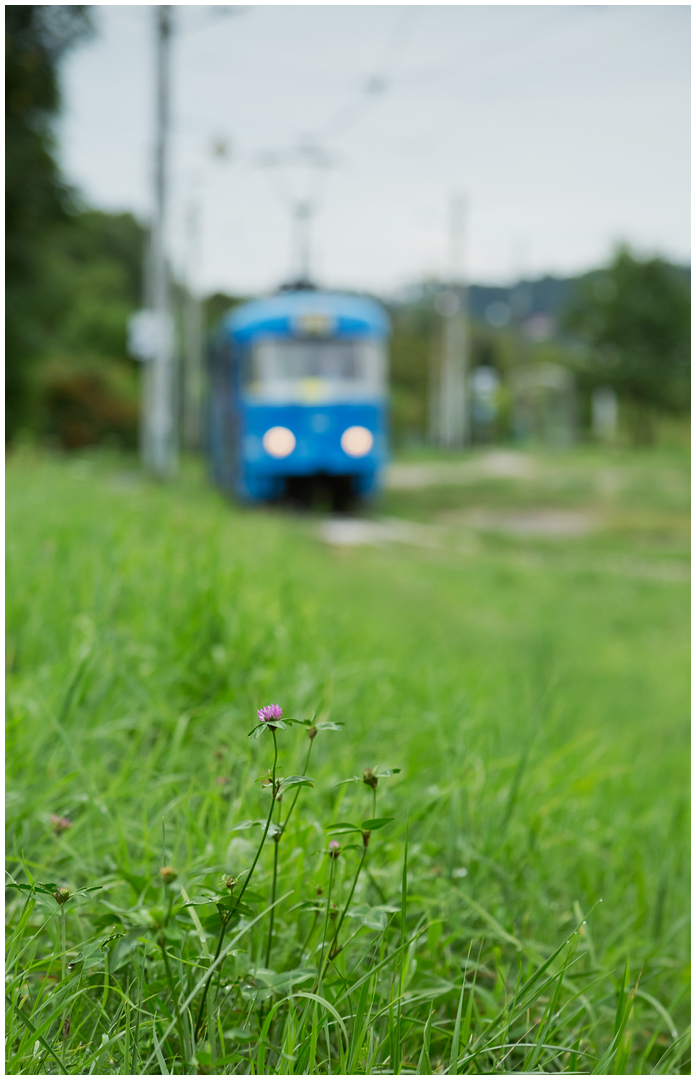 Mit der Straßenbahn durch die Hecke V