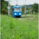 Mit der Straßenbahn durch die Hecke V