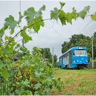 Mit der Straßenbahn durch die Hecke VIII