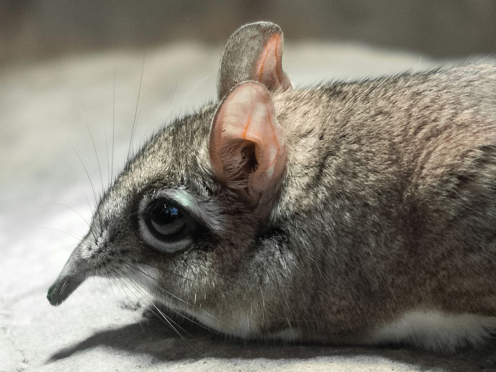 Mit der Stylus 1 im Kölner Zoo,  ??Maus