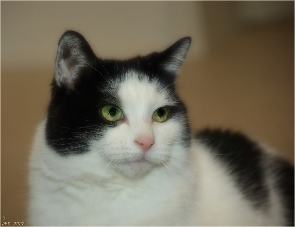 Mit der süßen Merle Foto & Bild tiere, haustiere, katzen Bilder