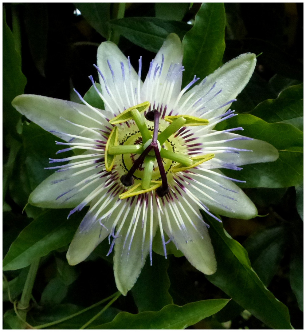 Mit der uns unbekannten Blüte wünschen Nadine und ihr Opa allen fc-lern einen schönen Herbstanfang.