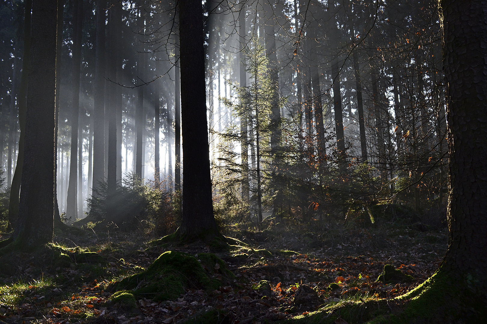 mit der wintersonne im wald