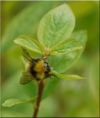 mit diesem Bienchen