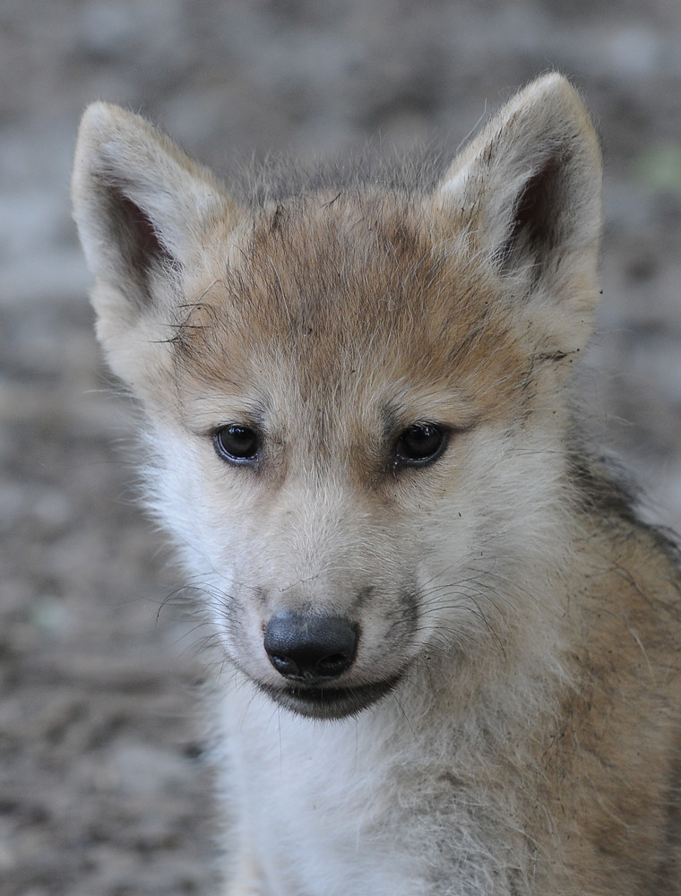 mit diesem Blick