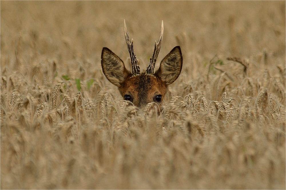 Mit diesem Blick aus dem Feld