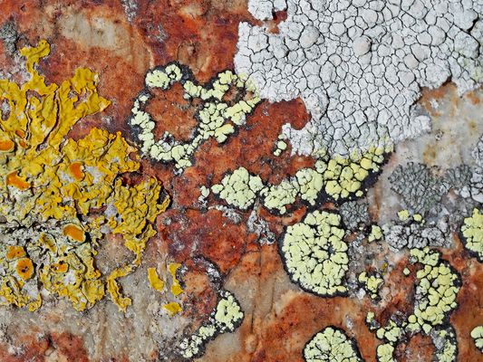 Mit diesem farbenprächtigen Flechtenfoto wünsche ich dir einen gesegneten 4. Advent!