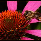 Mit diesem fleißigen Bienchen...