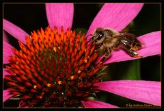 Mit diesem fleißigen Bienchen...