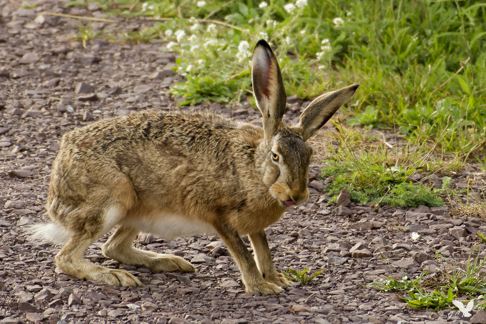 Mit diesem frechen Feldhasen (Lepus europaeus) ....