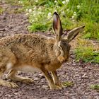 Mit diesem frechen Feldhasen (Lepus europaeus) ....