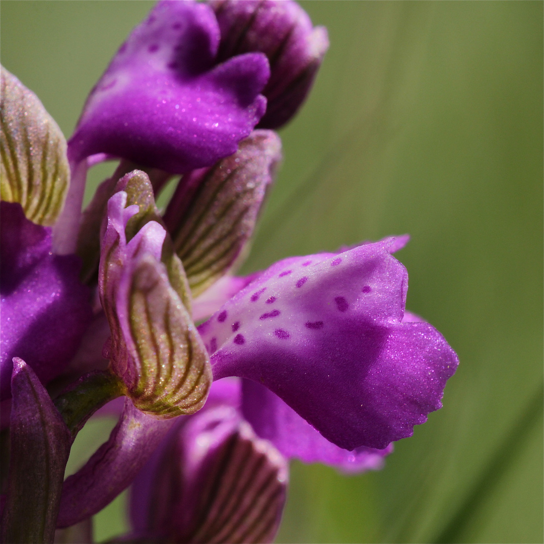 Mit diesem ganz früh blühenden Kleinen Knabenkraut (Anacamptis morio) . . .