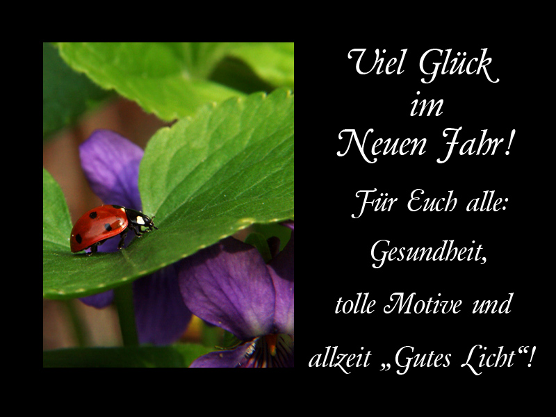 mit diesem Glückskäfer... Foto & Bild karten und kalender