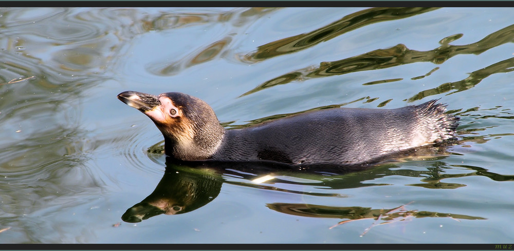 Mit diesem kleinen Pinguin ...  (269)