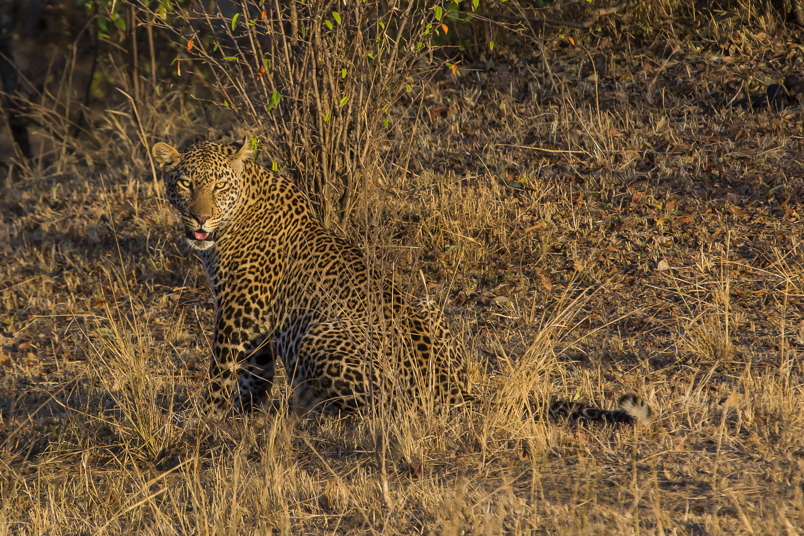 Mit diesem Leoparden....