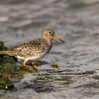 Mit diesem Meerstrandläufer