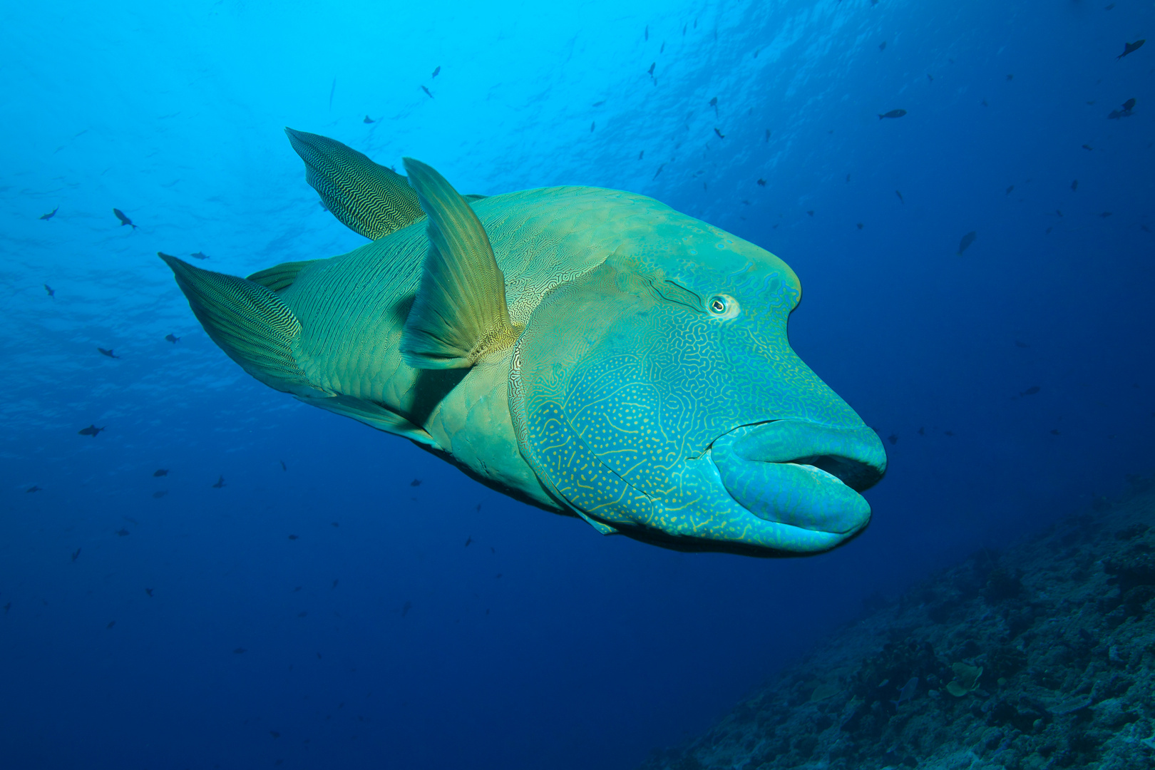 Mit diesem Napoleon-LIppfisch....