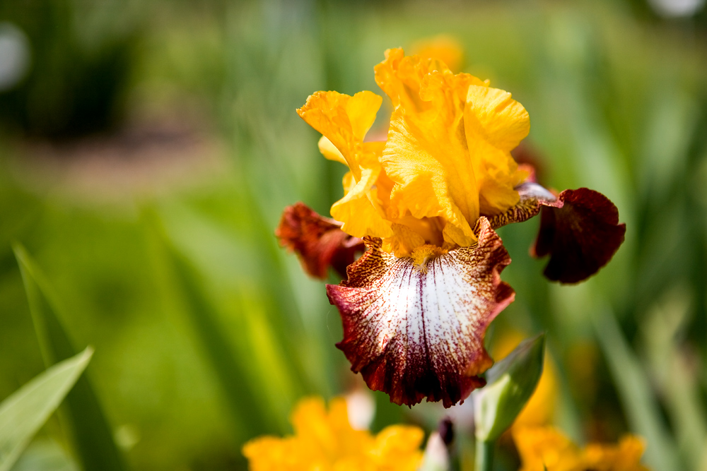 Mit diesem Prachtstück einer Iris...