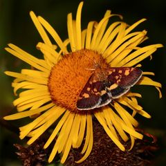 Mit diesem Purpurroten Zünsler (Pyrausta purpuralis) wünsche ich Euch nach dem Sonnentag . . .