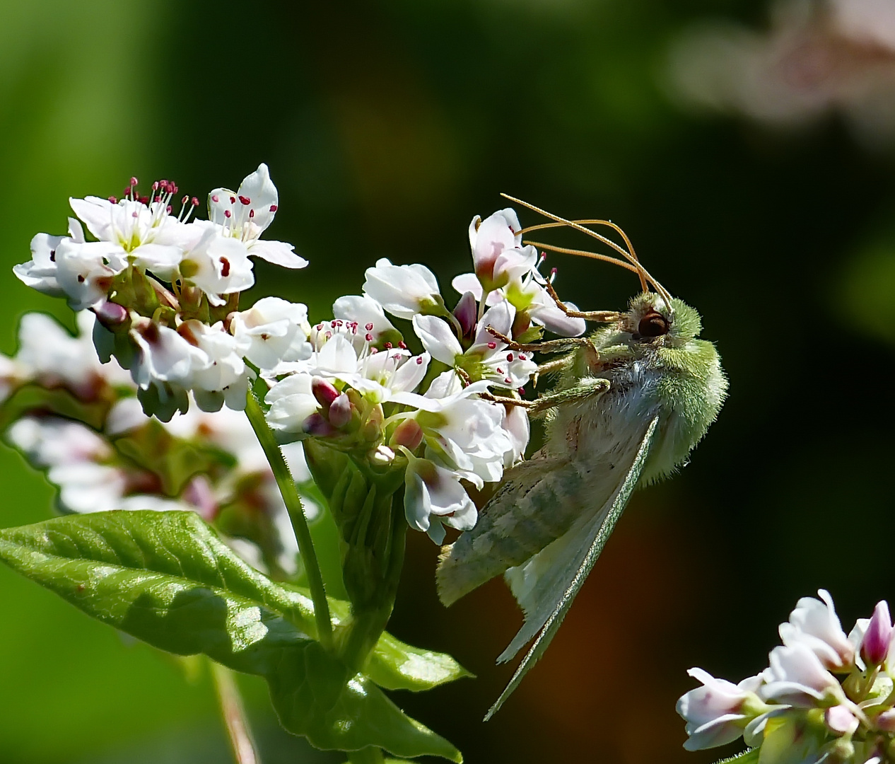 Mit diesem schönen Schmetterling wünsche ich Euch ein schönes Wochenende