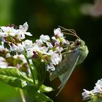 Mit diesem schönen Schmetterling wünsche ich Euch ein schönes Wochenende