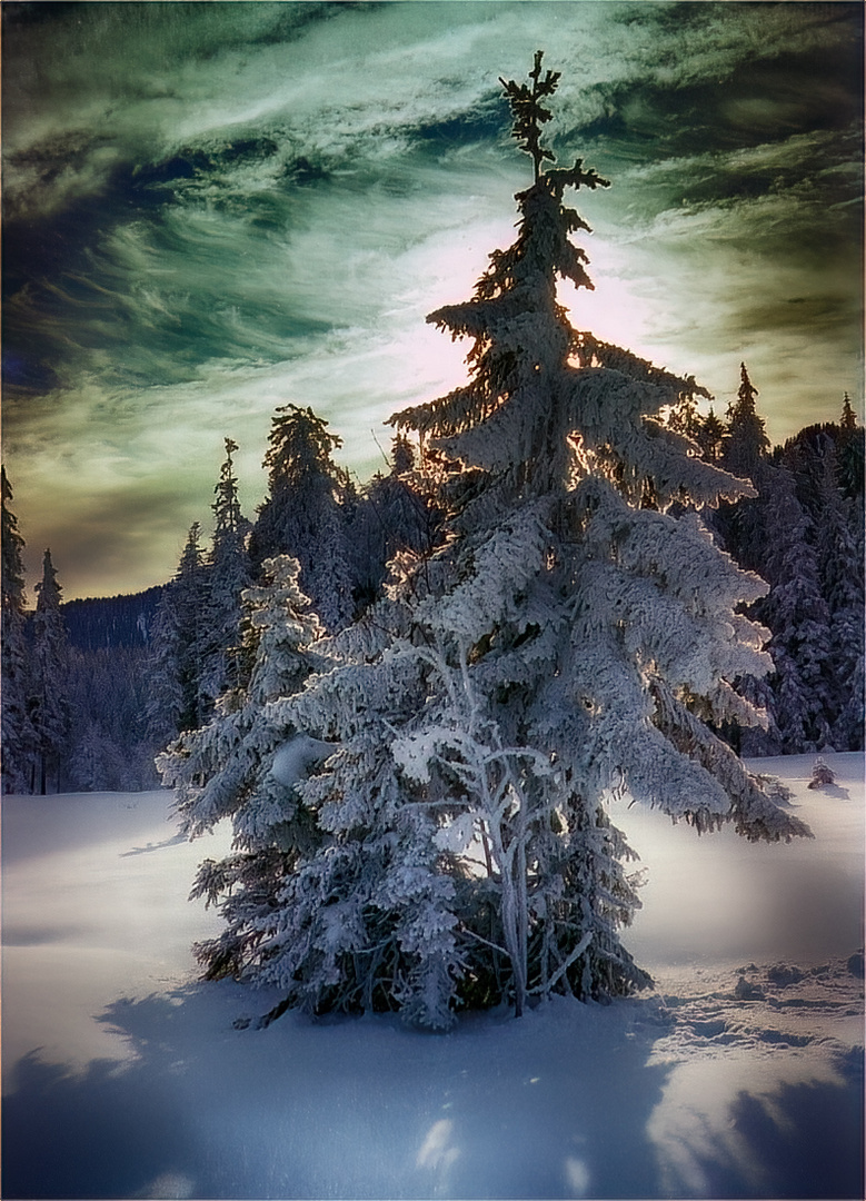 Mit diesem schönen Tannenbaum ...