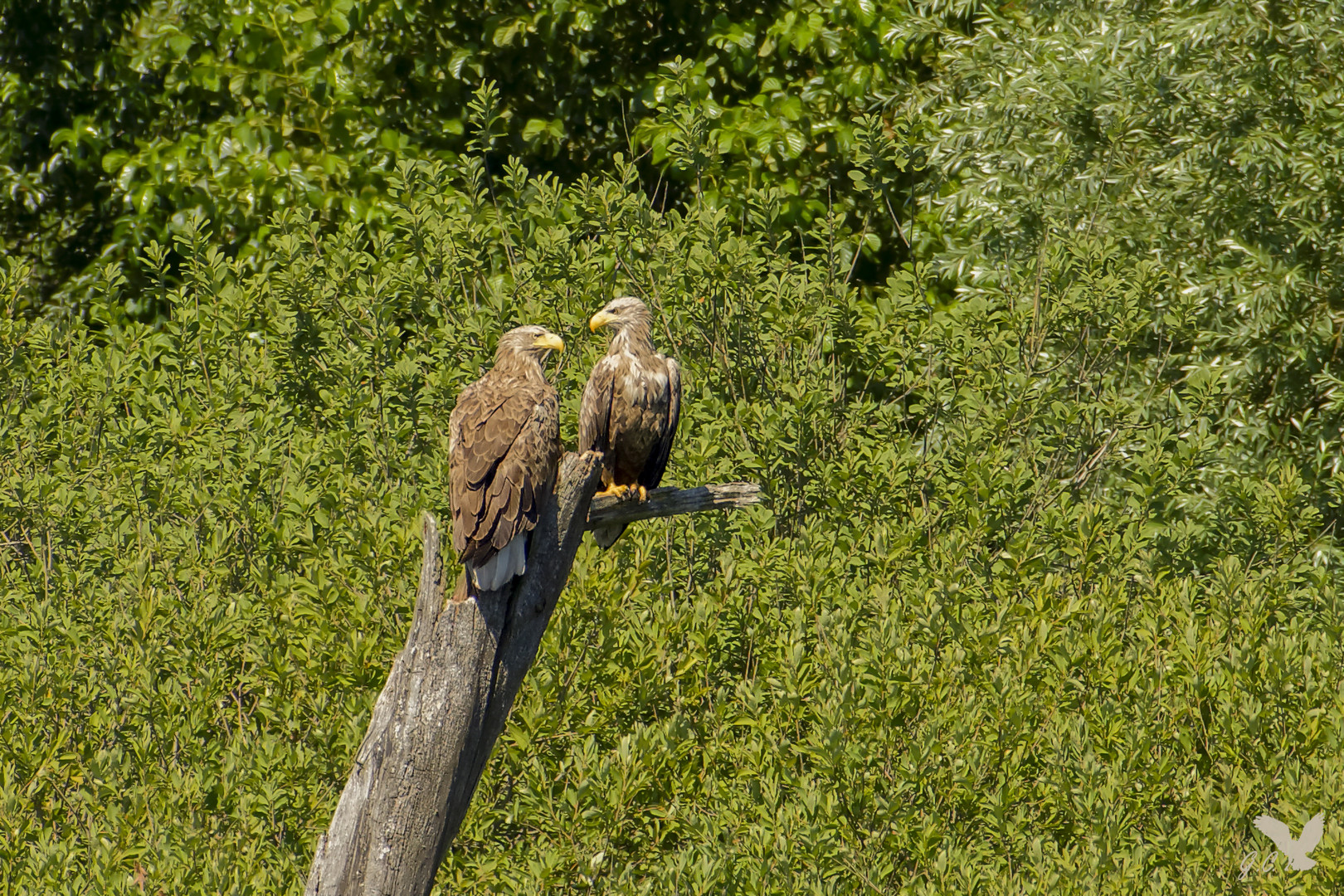 mit diesem Seeadler-Pärchen (Haliaeetus albicilla) ...