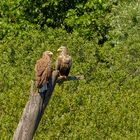 mit diesem Seeadler-Pärchen (Haliaeetus albicilla) ...