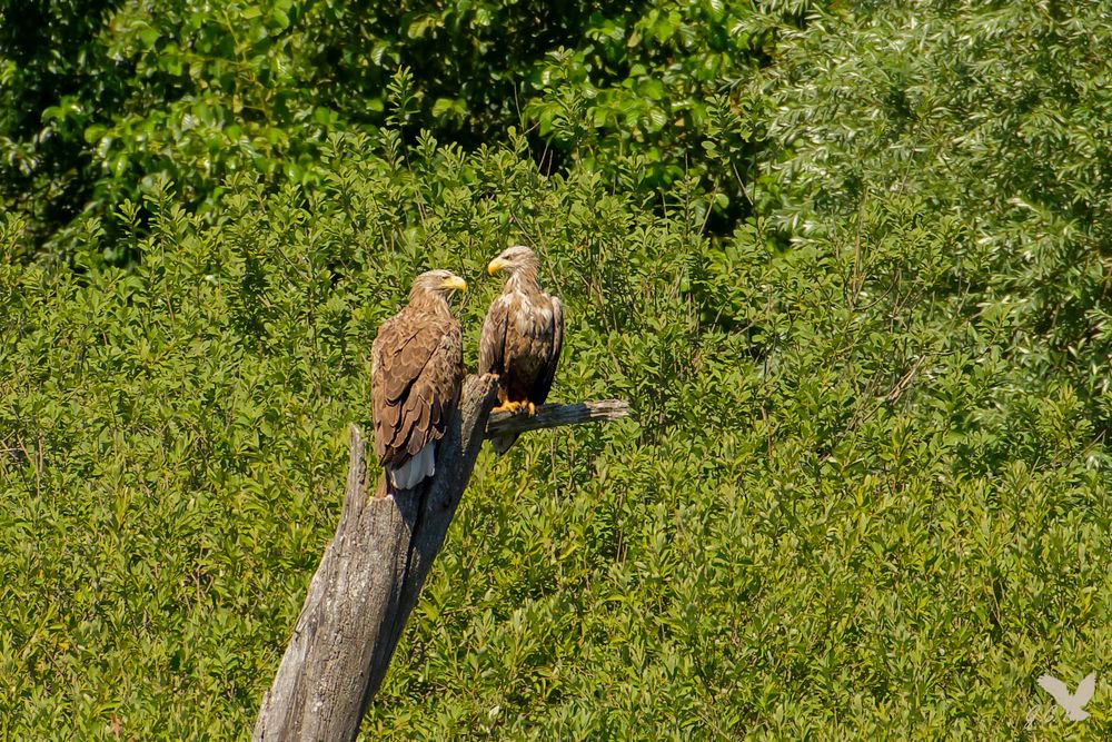 mit diesem Seeadler-Pärchen (Haliaeetus albicilla) ...