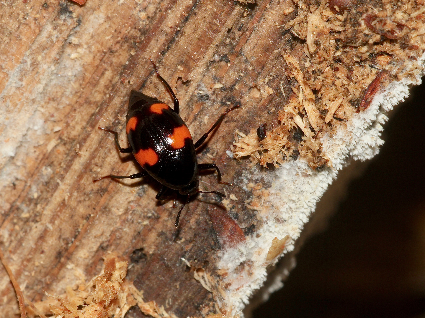 Mit diesem Vierfleckigen Kahnkäfer (Scaphidium quadrimaculatum) ...