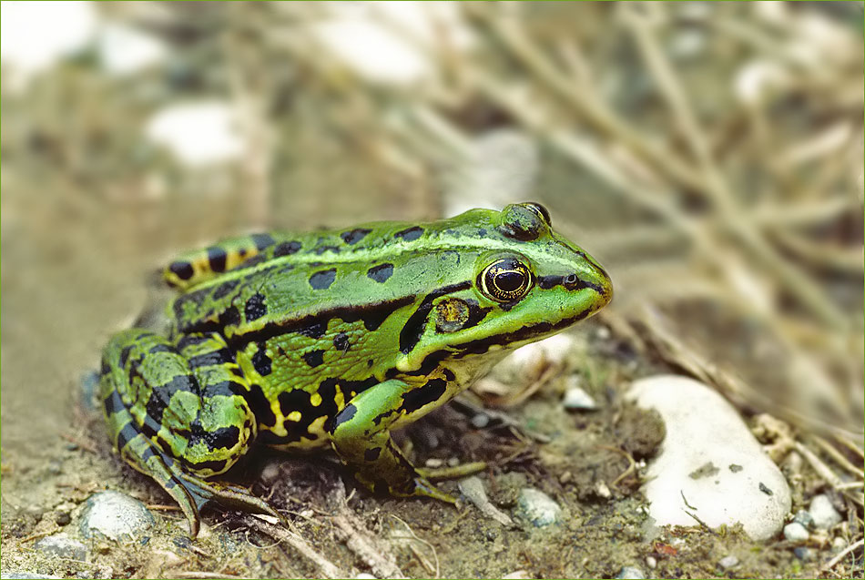 ~~~ Mit diesem Wasserfrosch….. ~~~