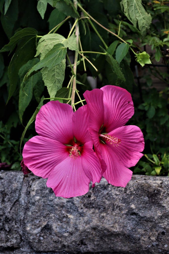 mit diesen beiden zarten Blüten 