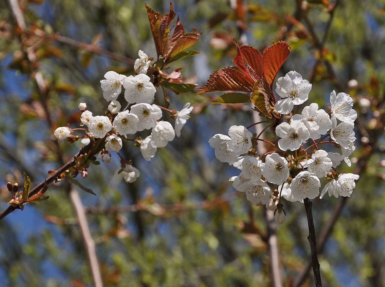 Mit diesen Blüten