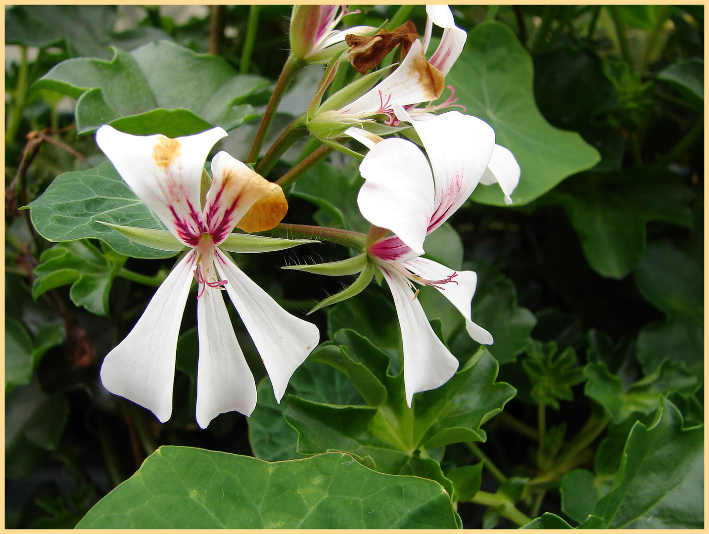 Mit diesen blumen wünsche ich euch allen ein schönes Wochenende -