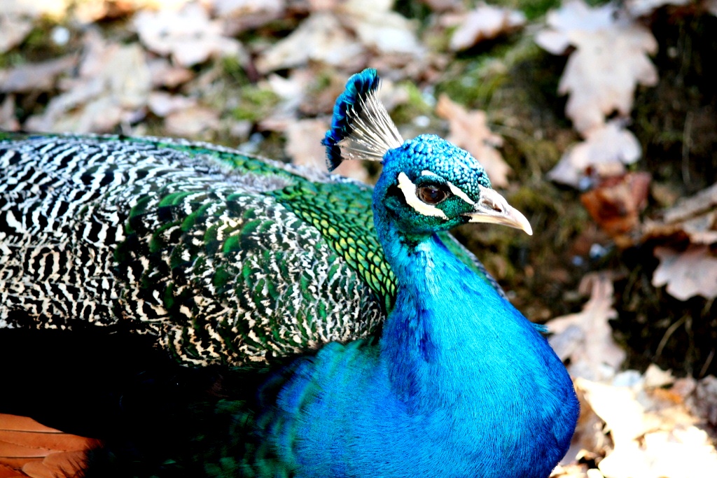 mit diesen Farben läßt es sich "stolz wie ein Pfau" leben