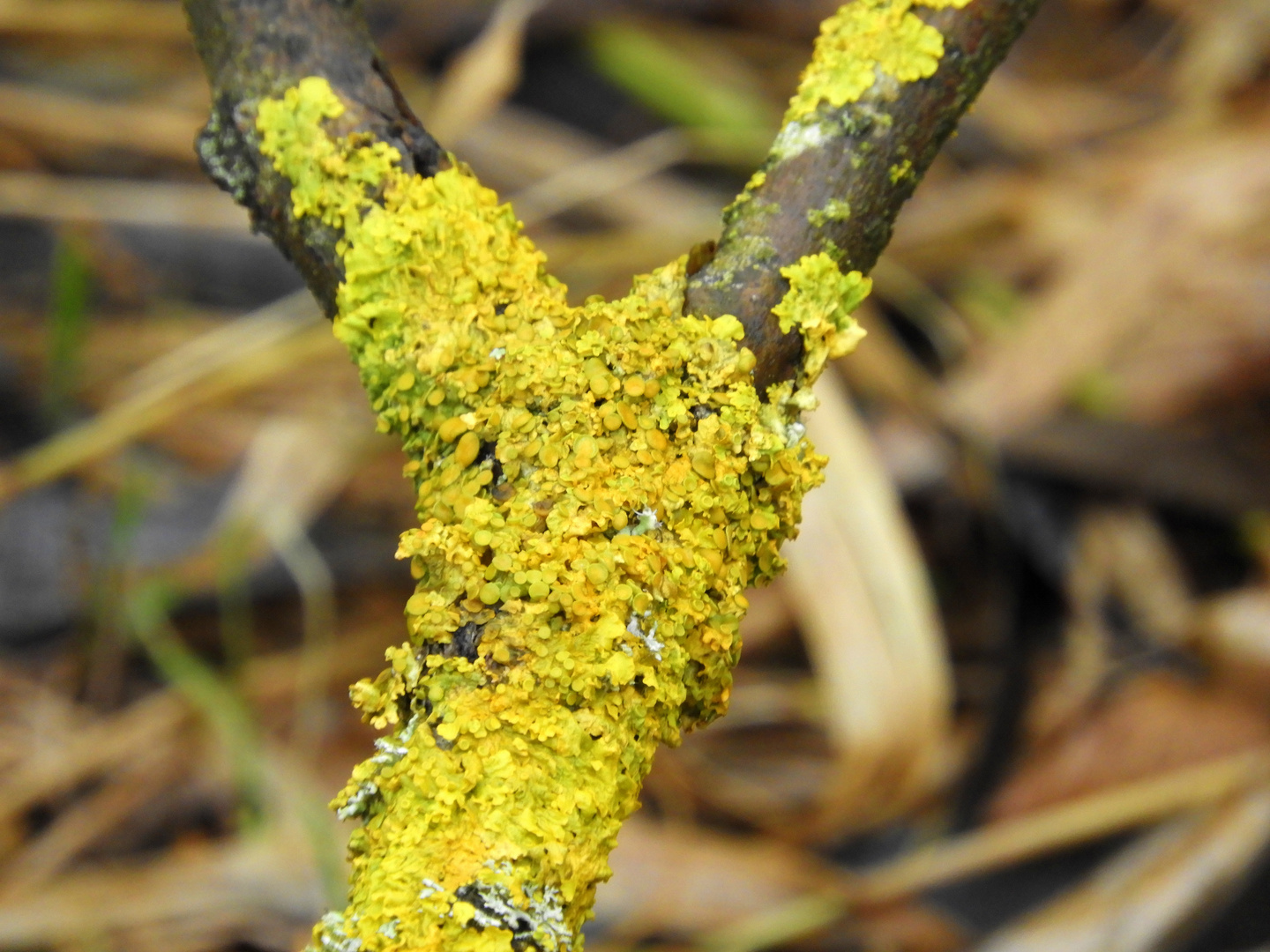 mit diesen Farben malt die Natur...