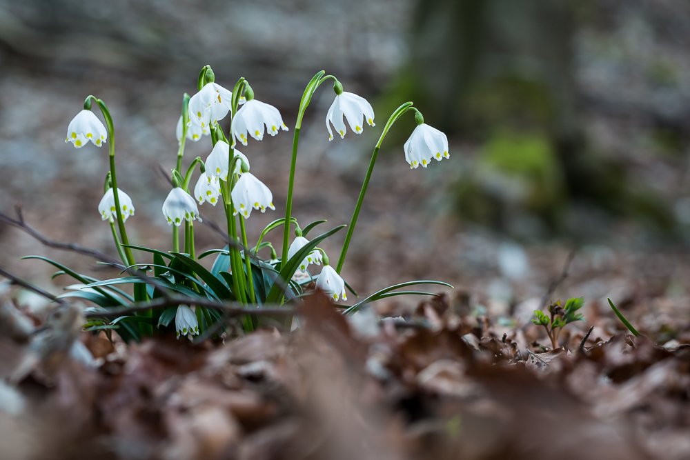 Mit diesen Frühlingsboten