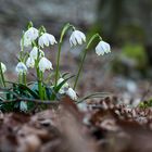 Mit diesen Frühlingsboten